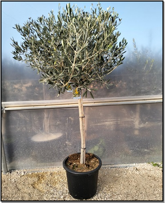 Olea eur. 1/2 copa extra Tr. 10-12cm C25L*