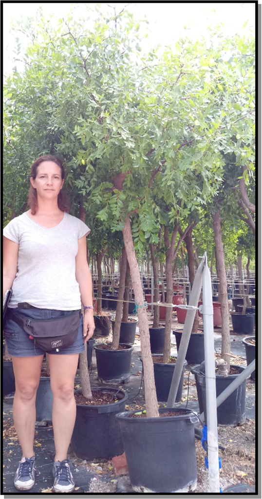 Olea eur. Tronco joven ramif 60-80cm 