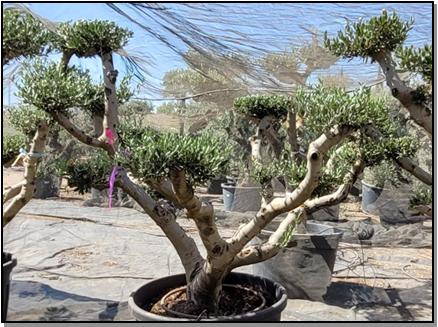 Olea eur. Doble tronco 100-120cm MG