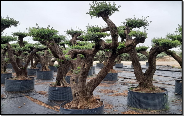 Olea eur. candelabro tr. viejo plato D MG*