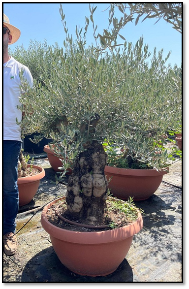 Olea eur. candelabro tr. Viejo plato C MG*