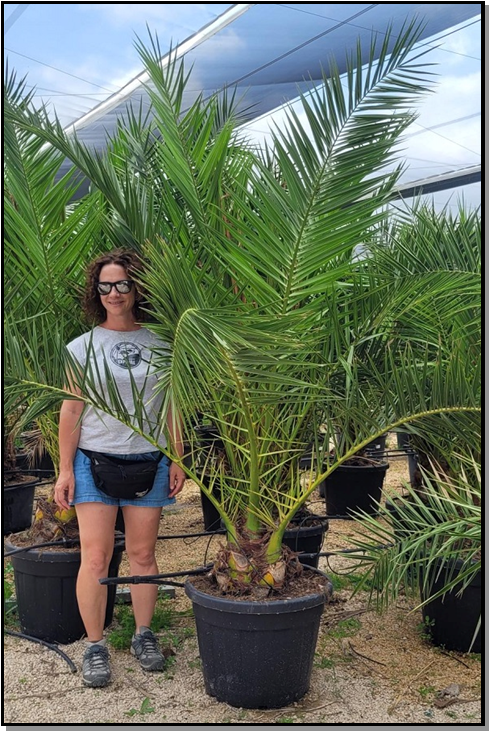 Phoenix canariensis Tr.20-30cm Ht130cm C70L*