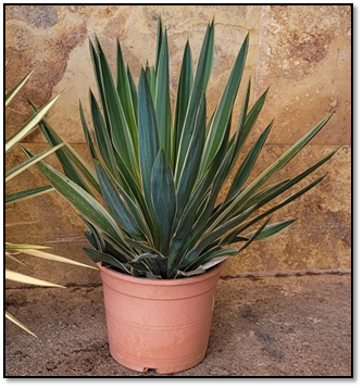 Yucca gloriosa variegata C5L