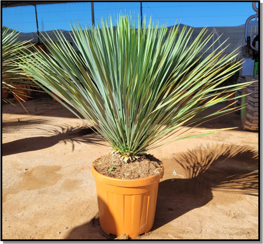 Yucca rostrata Ht60-70cm tr.10-15cm C20L
